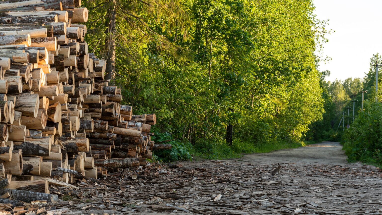 What You Need to Know About Lumber Grades Zepco Fence Fence Company